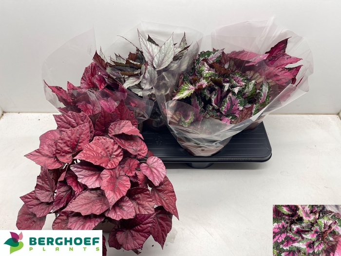 <h4>BEG BEL GEM</h4>