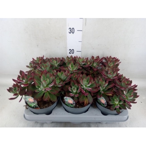 Echeveria pulvinata 'Devotion'