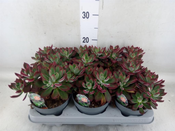 <h4>Echeveria pulvinata 'Devotion'</h4>