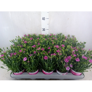 Dianthus  'Pink Kisses'