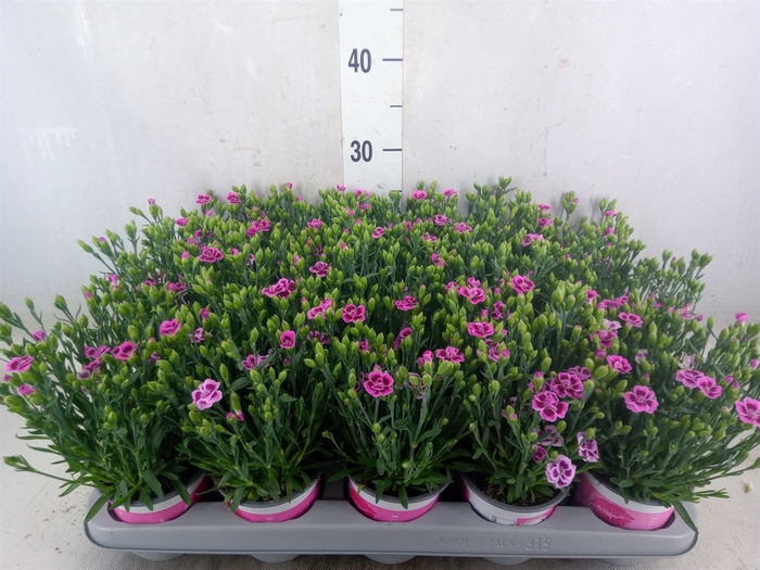 <h4>Dianthus  'Pink Kisses'</h4>