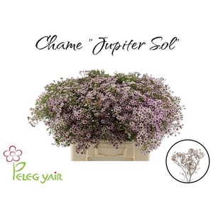 CHAME UN JUPITER SOL