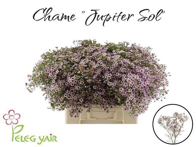 <h4>CHAME UN JUPITER SOL</h4>