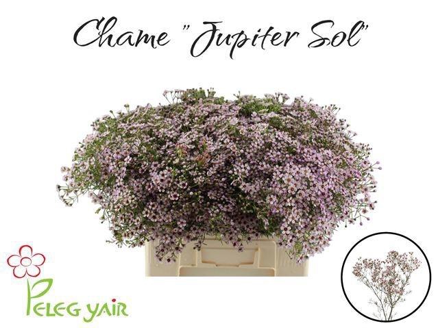 <h4>CHAME UN JUPITER SOL</h4>