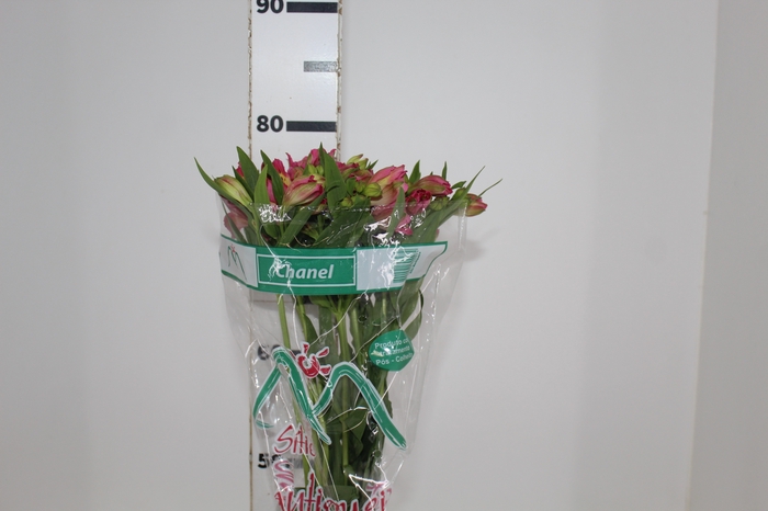 <h4>ALSTROEMERIA CHANEL 080 CM</h4>