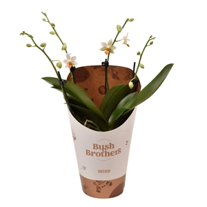 Phalaenopsis overig