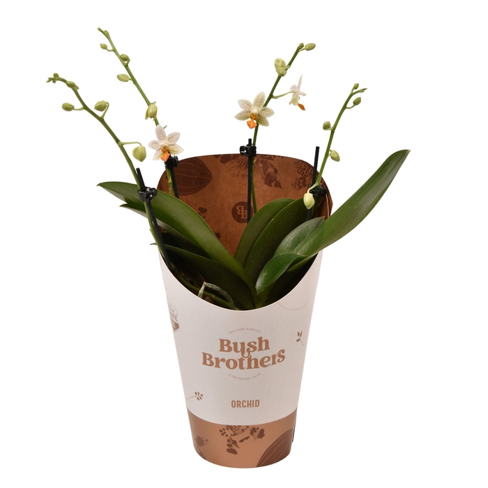 <h4>Phalaenopsis overig</h4>