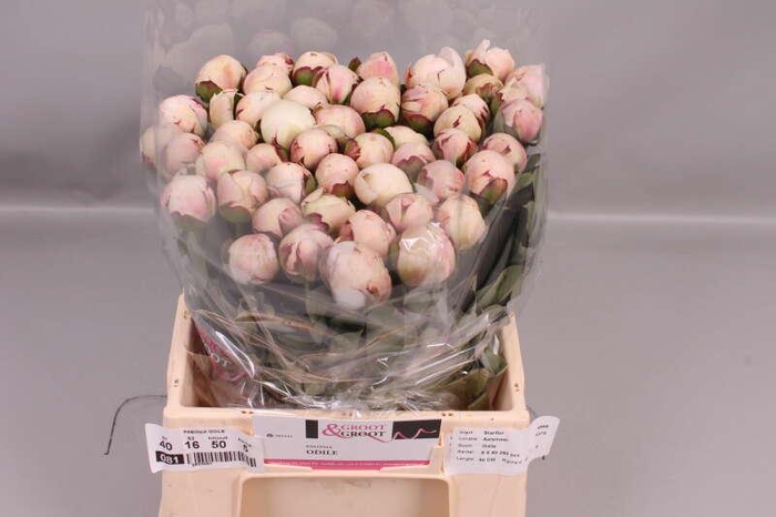 <h4>Paeonia Odile</h4>