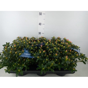 Rhododendron sim. 'Hor Primavera'