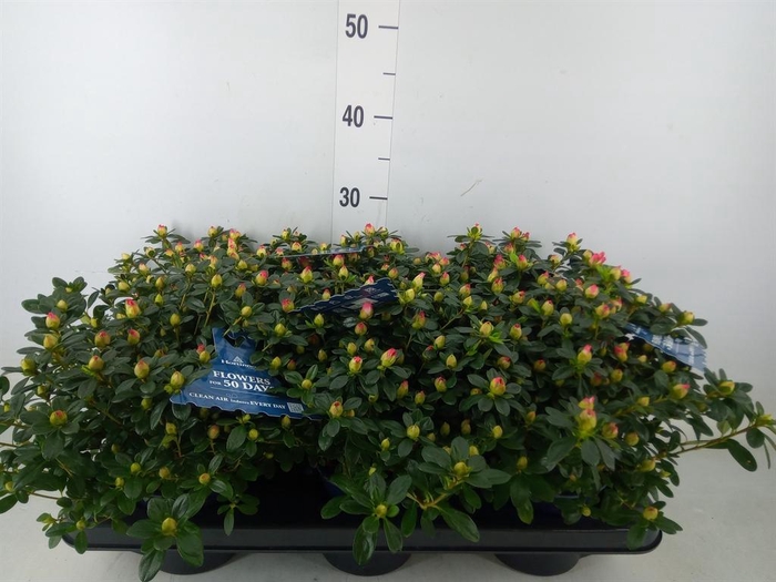 <h4>Rhododendron sim. 'Hor Primavera'</h4>