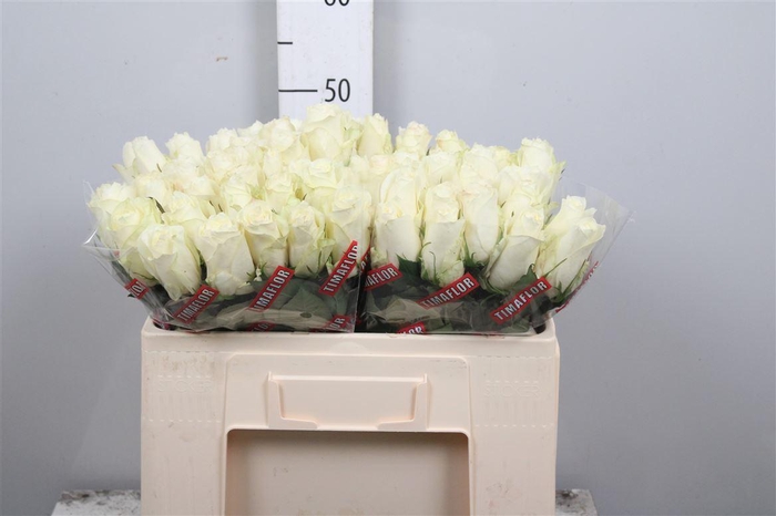 <h4>R Gr Albatros</h4>