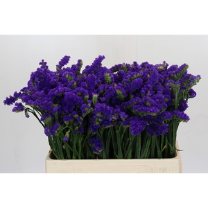 Limonium Marina Violet