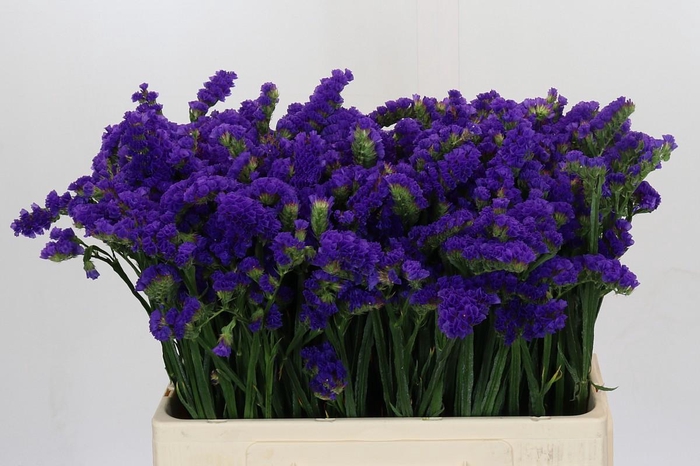 <h4>Limonium Marina Violet</h4>