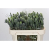 Eryngium Electric Dynamite