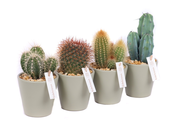 <h4>Cactus Gemengd Keramiek Light Khaki</h4>