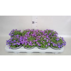 Aubrieta  'Hamburger Stadtpark'