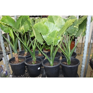 ALOCASIA ODORA VARIEGATA P30