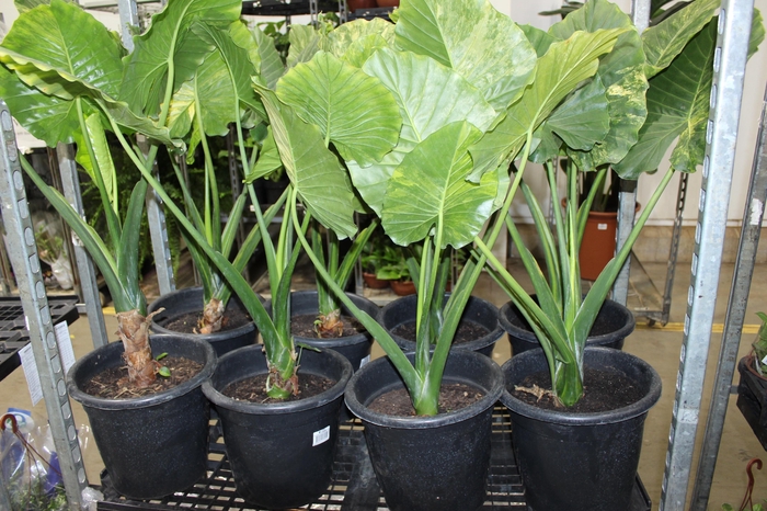 <h4>ALOCASIA ODORA VARIEGATA P30</h4>