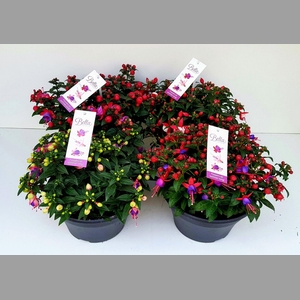 FUCHSIA B F MIXK