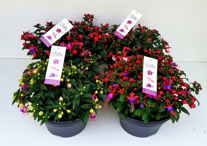 <h4>FUCHSIA B F MIXK</h4>