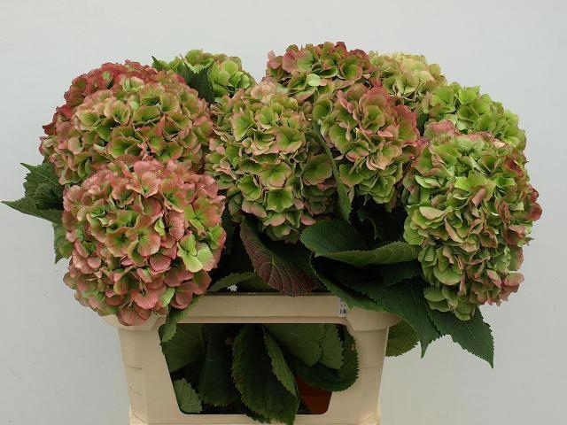 <h4>HYDR M CH VERENA CL</h4>