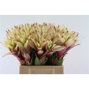 Bromeliabloem