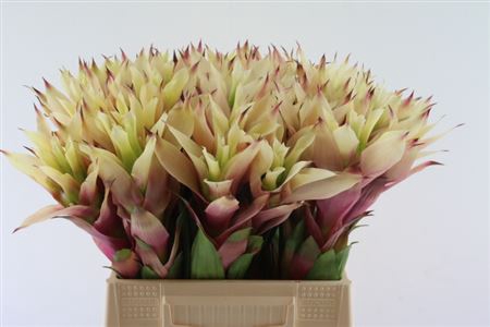 <h4>Bromeliabloem</h4>