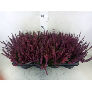 Calluna vulg.   ...