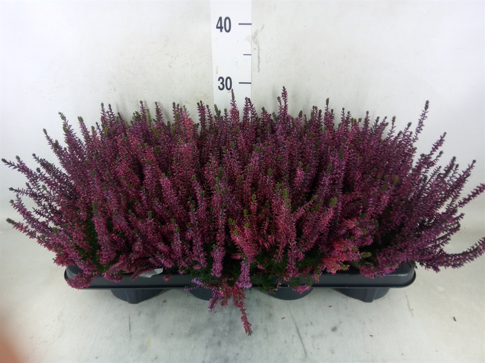 <h4>Calluna vulg.   ...</h4>