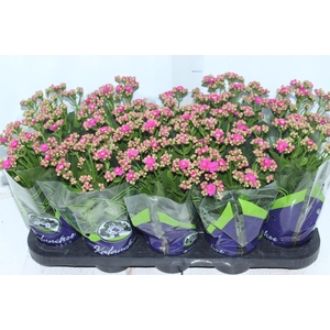 KALANCHOE DOBRADO P11 PINK