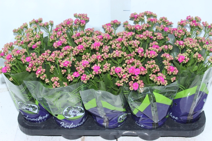 <h4>KALANCHOE DOBRADO P11 PINK</h4>