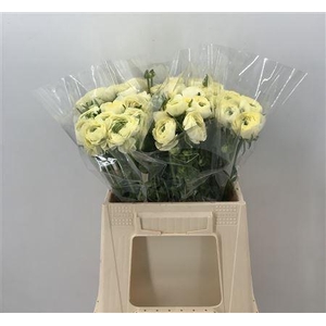 Ran Suc 1st Creme 511 Crema