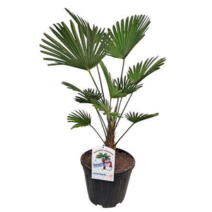 Trachycarpus Wagnerianus Nl Paspoort 100+
