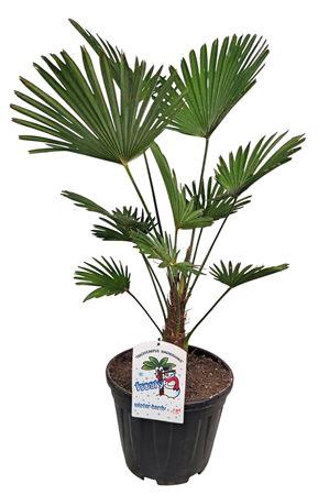 <h4>Trachycarpus Wagnerianus Nl Paspoort 100+</h4>