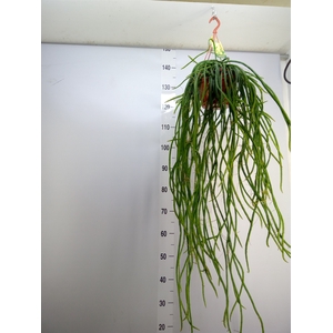 Rhipsalis   ...