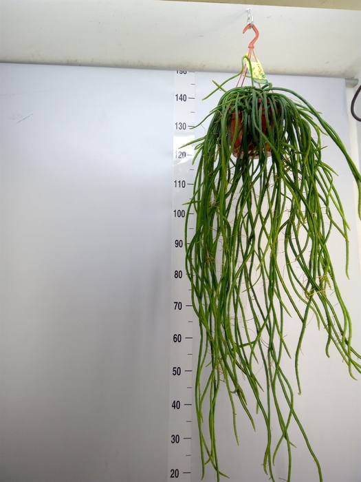 <h4>Rhipsalis   ...</h4>