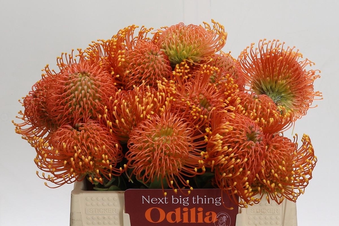 <h4>Nutans Ayoba Orange Zest</h4>