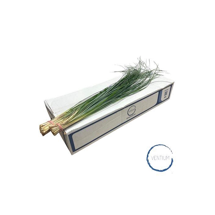 <h4>BEARGRASS X40 AIR</h4>