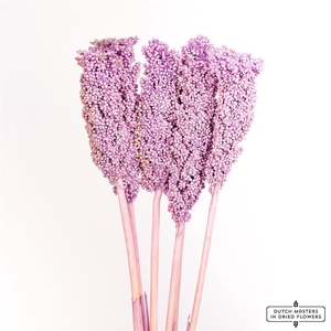 Dried Sorghum 6pc Milka Bunch