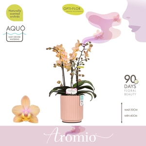 Aromio Fresh 3 spike in Molise Salmon Aquo