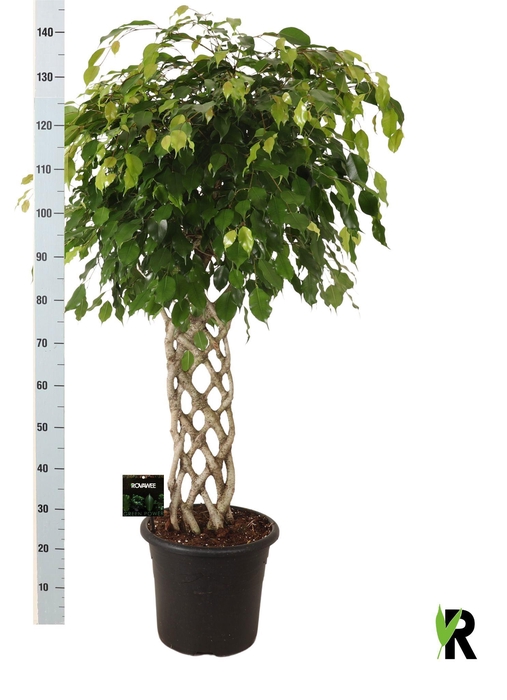 <h4>FIC BE EXOTICA</h4>