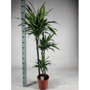 Dracaena Lemon Lime 24Ø 135cm 3pp