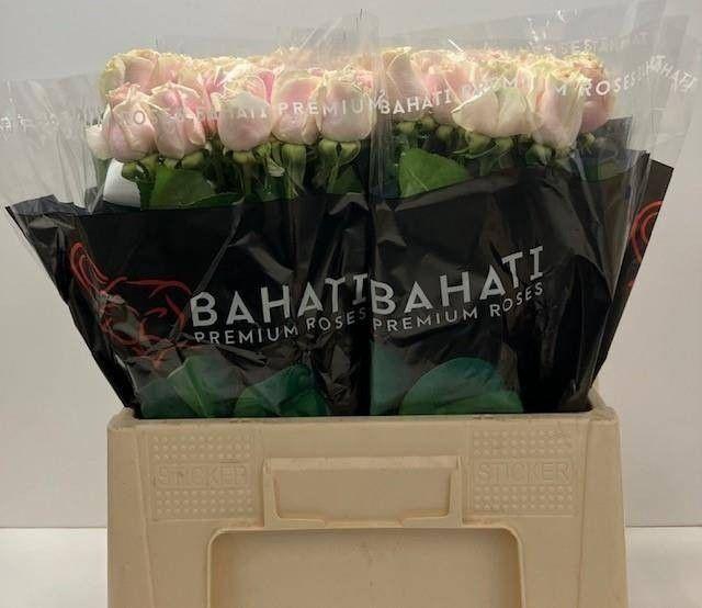 <h4>R GR ROSITA VENDELA</h4>