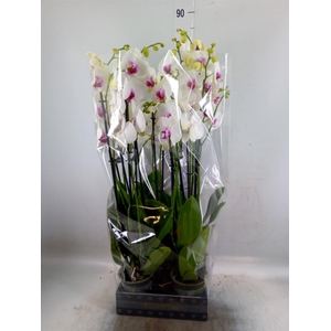 Phalaenopsis  'Red Lips'