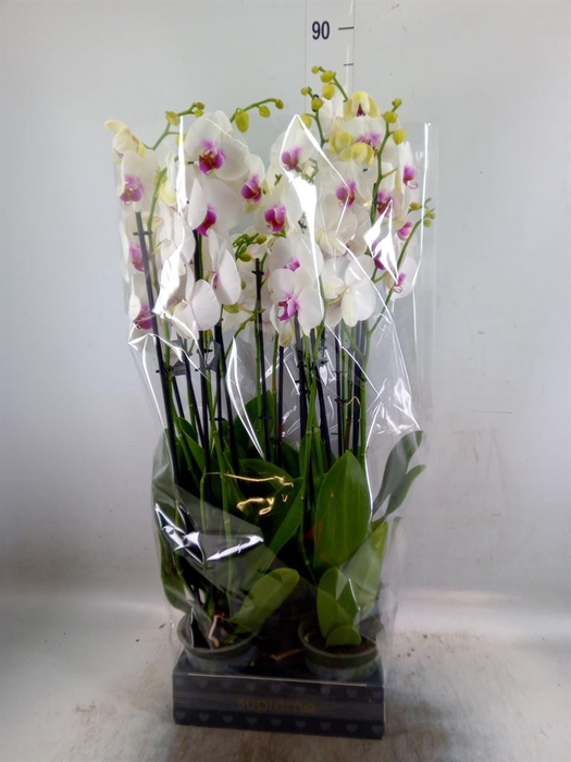 <h4>Phalaenopsis  'Red Lips'</h4>