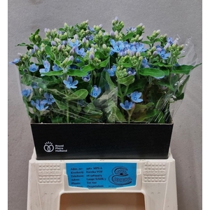 OXY CO TAN PURE BLU