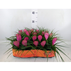 Tillandsia cyanea