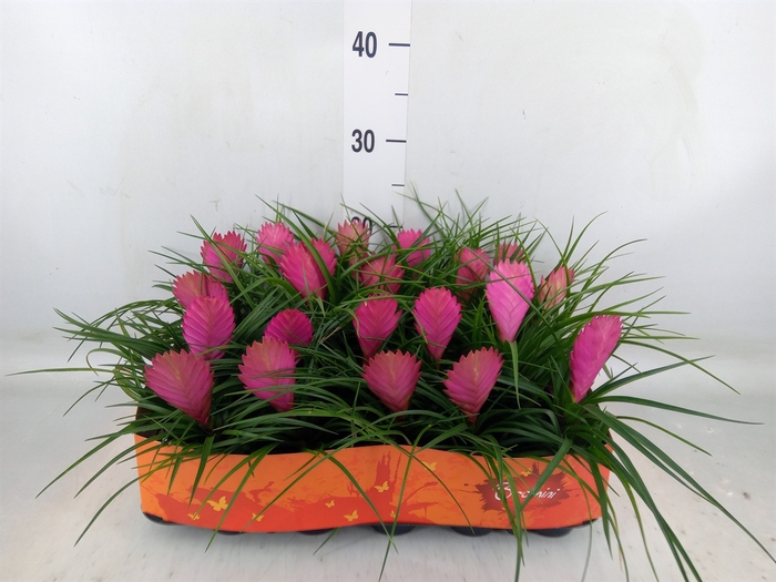 <h4>Tillandsia cyanea</h4>