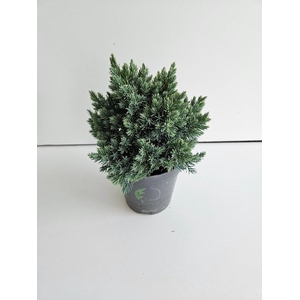 Juniperus Sq Blue Star