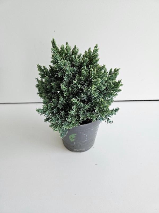 <h4>Juniperus Sq Blue Star</h4>